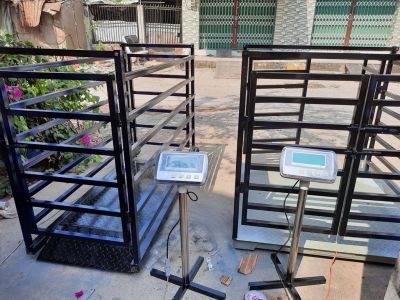 Cân Heo Điện Tử 1 Tấn (1000kg) – Cân Heo Có Lồng Cho Trang Trại Chăn Nuôi