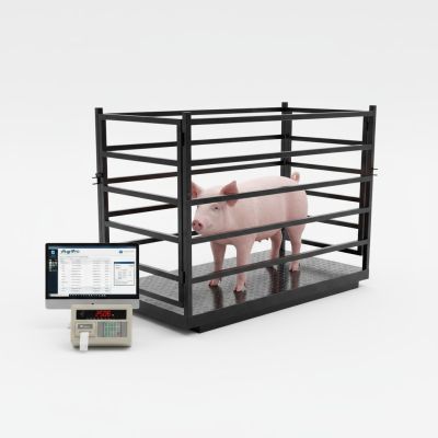 Lợi &Iacute;ch V&agrave; Ứng Dụng Của C&acirc;n Heo, C&acirc;n B&ograve;, C&acirc;n Động Vật Trong Ng&agrave;nh Chăn Nu&ocirc;i Hiện Đại