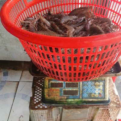 C&acirc;n Điện Tử Bị Sai Số? Nguy&ecirc;n Nh&acirc;n, C&aacute;ch Khắc Phục V&agrave; C&aacute;ch D&ugrave;ng Đ&uacute;ng Để Lu&ocirc;n Ch&iacute;nh X&aacute;c